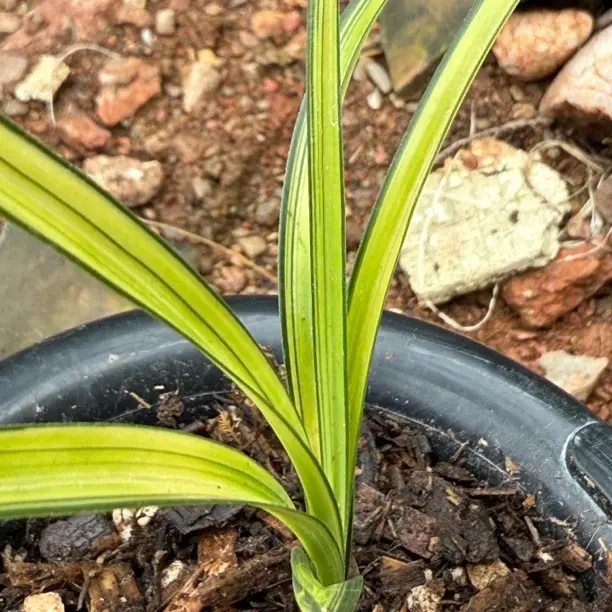 兰花绿植专拍链接一物一拍