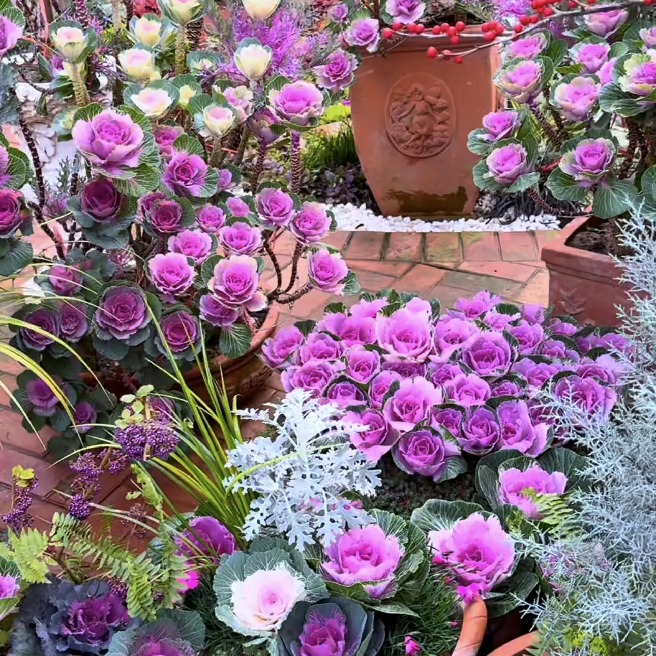 玫瑰甘蓝花镜 耐寒