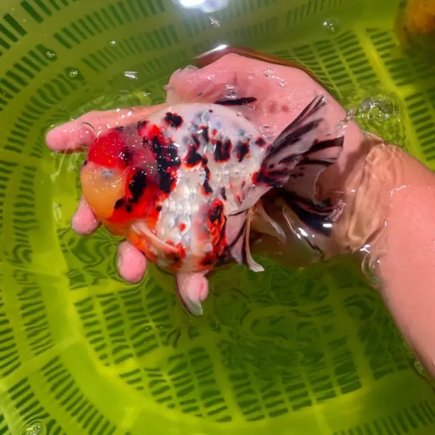 兰寿泰狮 短尾百褶（精品 微瑕以直播间展示为准）免包装费顺丰到付