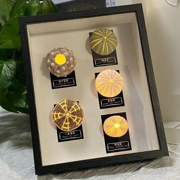 家居装饰桌面摆台高端立体海胆灯相框简约创意礼物送礼佳品