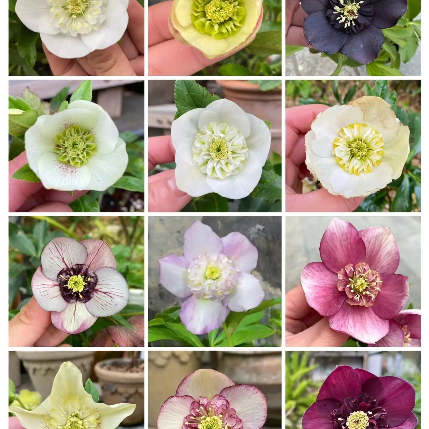 【翔艺】稀有银联铁筷子圣诞玫瑰一物一拍只包开箱介意勿拍盲拍随机