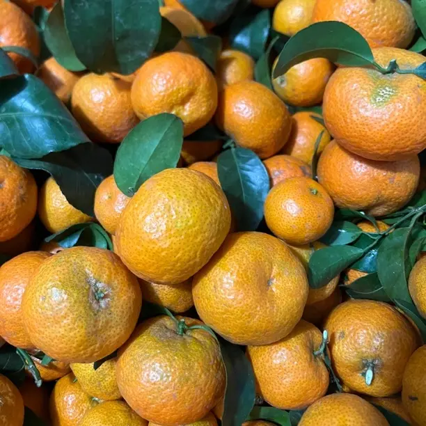 黄圣武福利沙糖桔