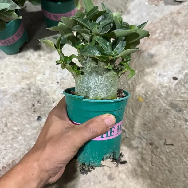 重瓣沙漠玫瑰花苗盆栽室内四季开花好养花卉绿植