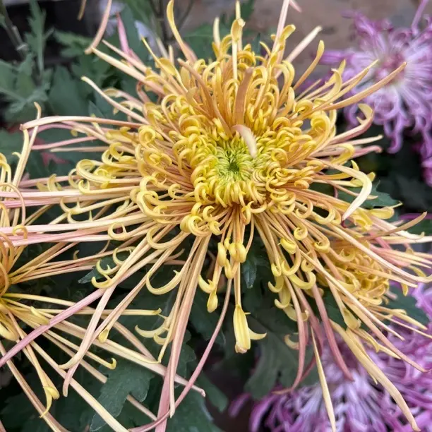 【拉丝菊】大花富贵菊盆栽九月开花观赏佳品基地直发