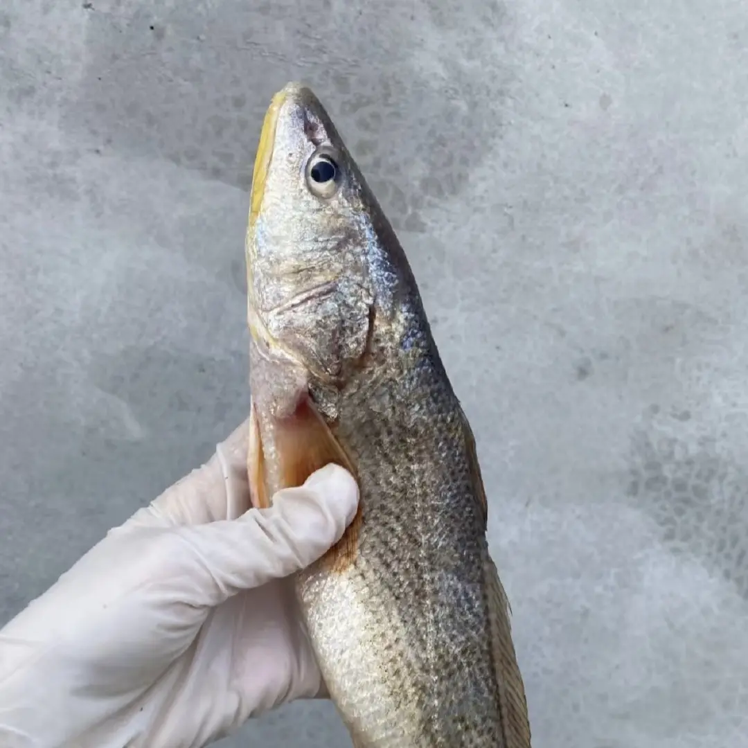 汕尾本港野生三牙鱼 新鲜超稀有 鱼肉好嫩好滑