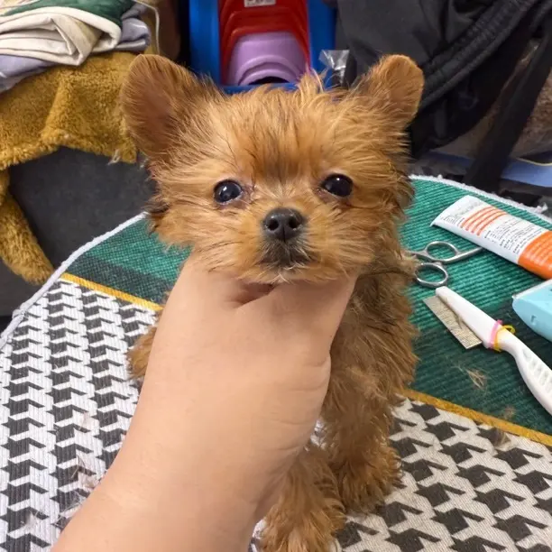 精品超小体小约克夏妹妹有疝气特价