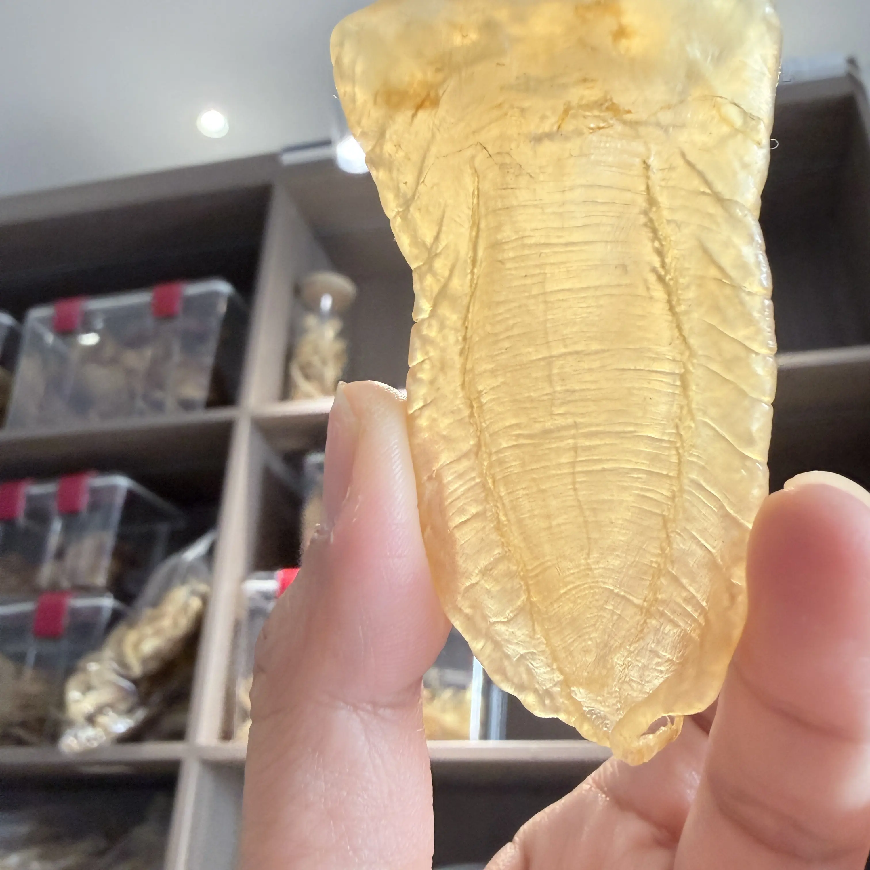 天然高品质白花鱼胶滋补佳品