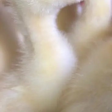 宠物 鸭 泰州E  顺丰包邮  