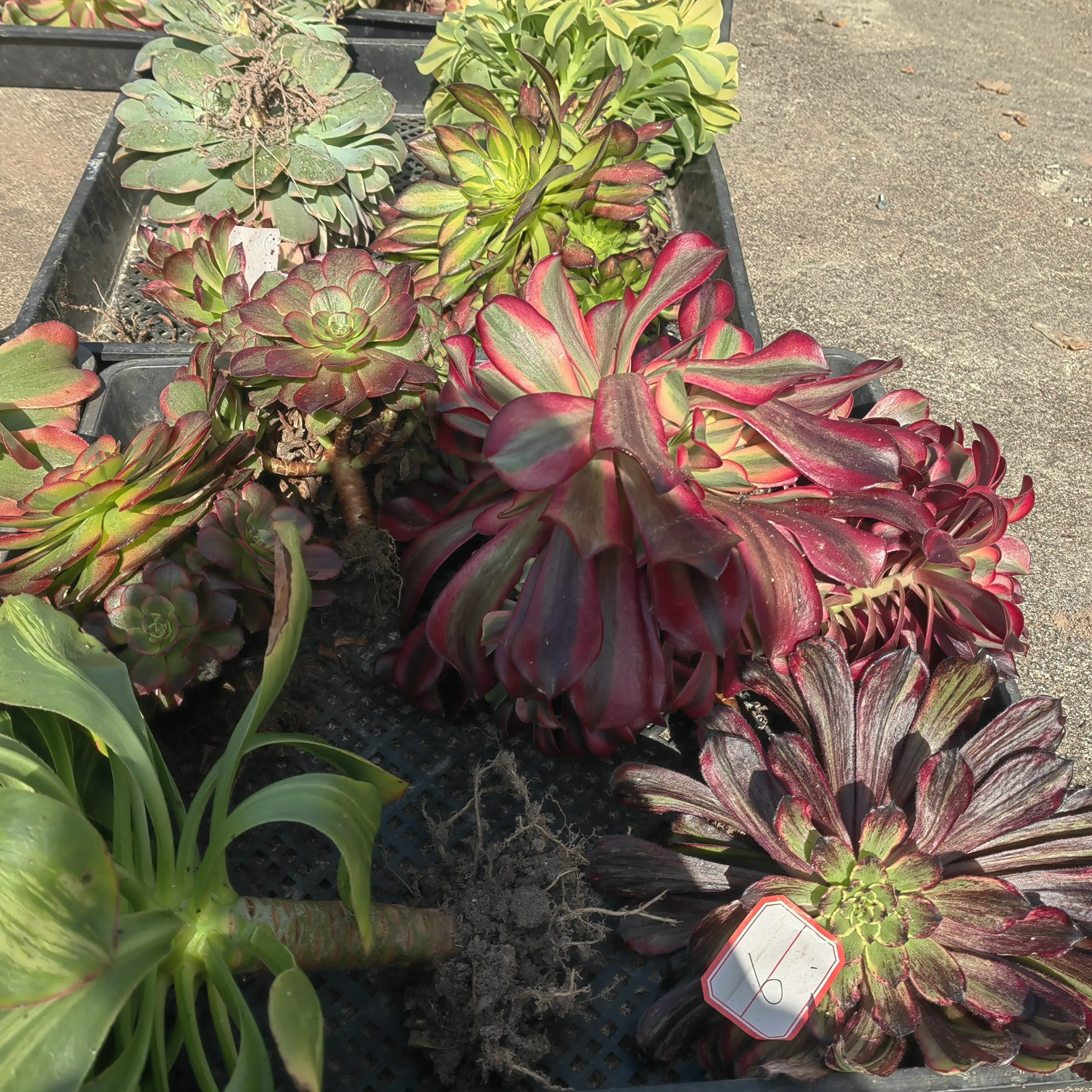 法师锦盲盒10颗不同品种，不售后。介意勿拍零下拍保温。