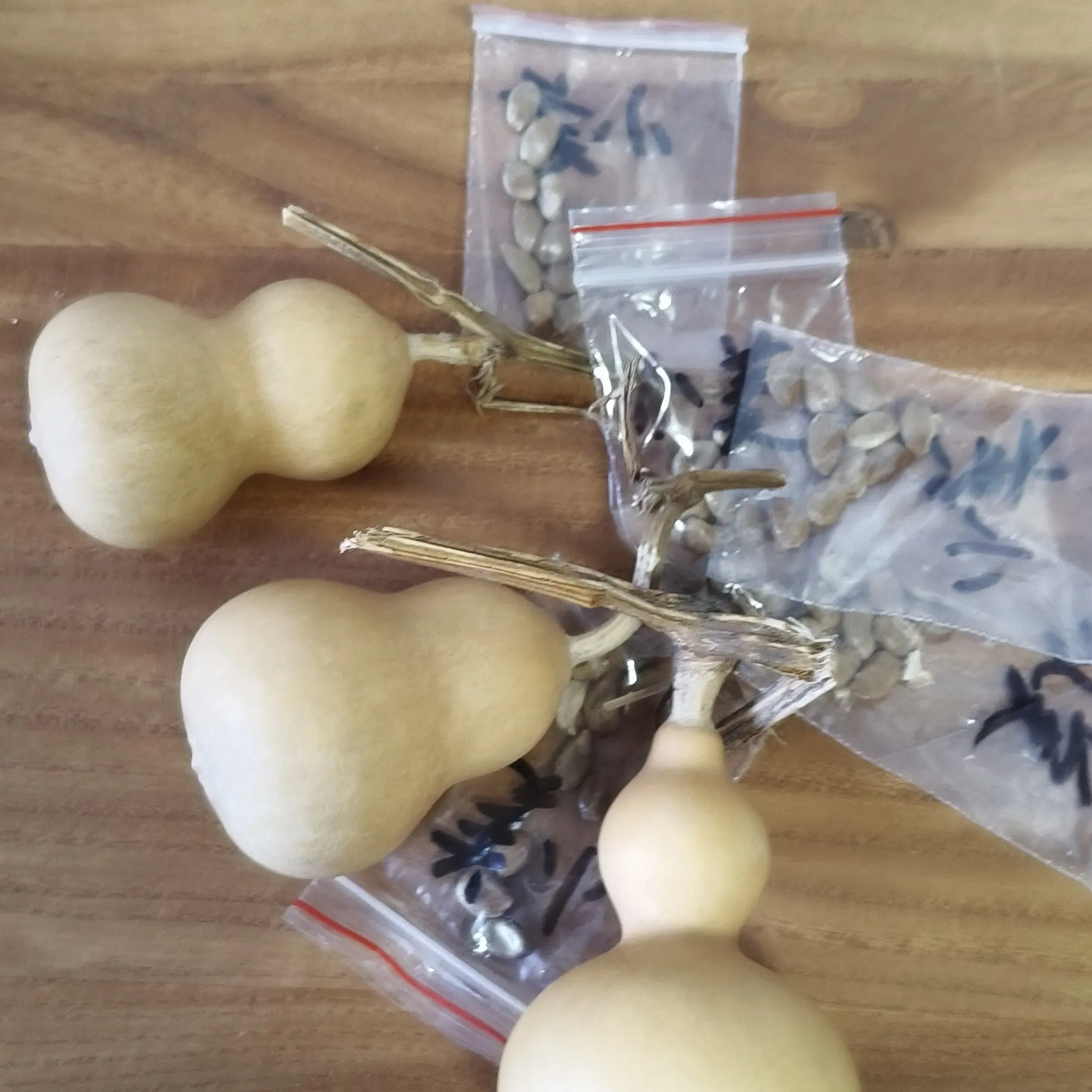 天然小葫芦手把件种子10粒售后教育苗管理