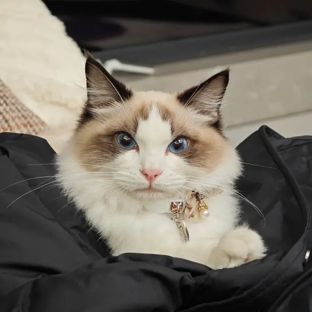 【恭请猪猪老板】 扣666 小心心一个请猪猪老板出山 