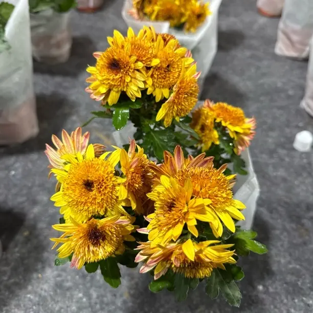 （重瓣）带花苞菊盆栽四季开花耐寒好养室内阳台多年生绿植花卉