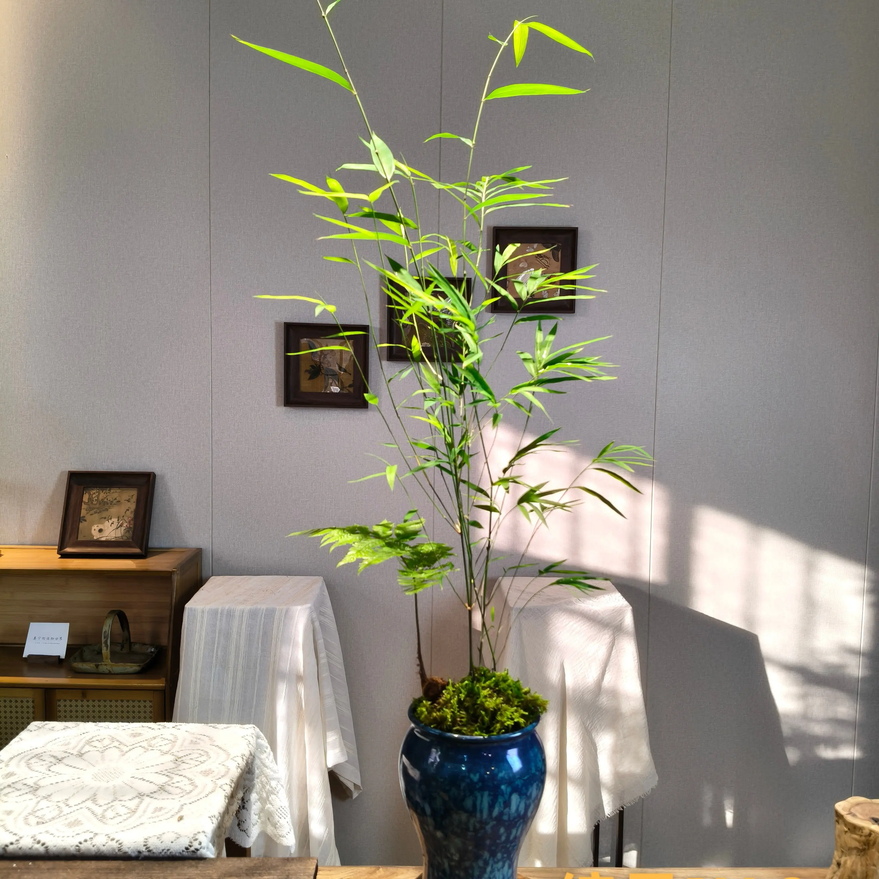 内门竹造景室内外造景绿植四季常青好养易活适合客厅摆放