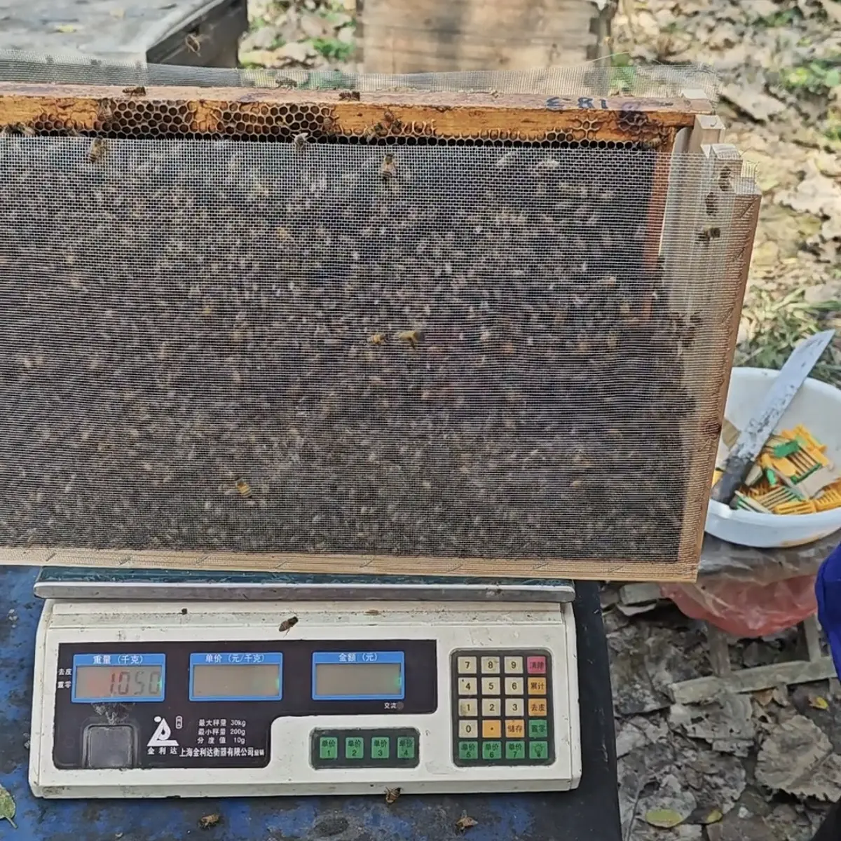 意蜂二斤蜂一只本群王