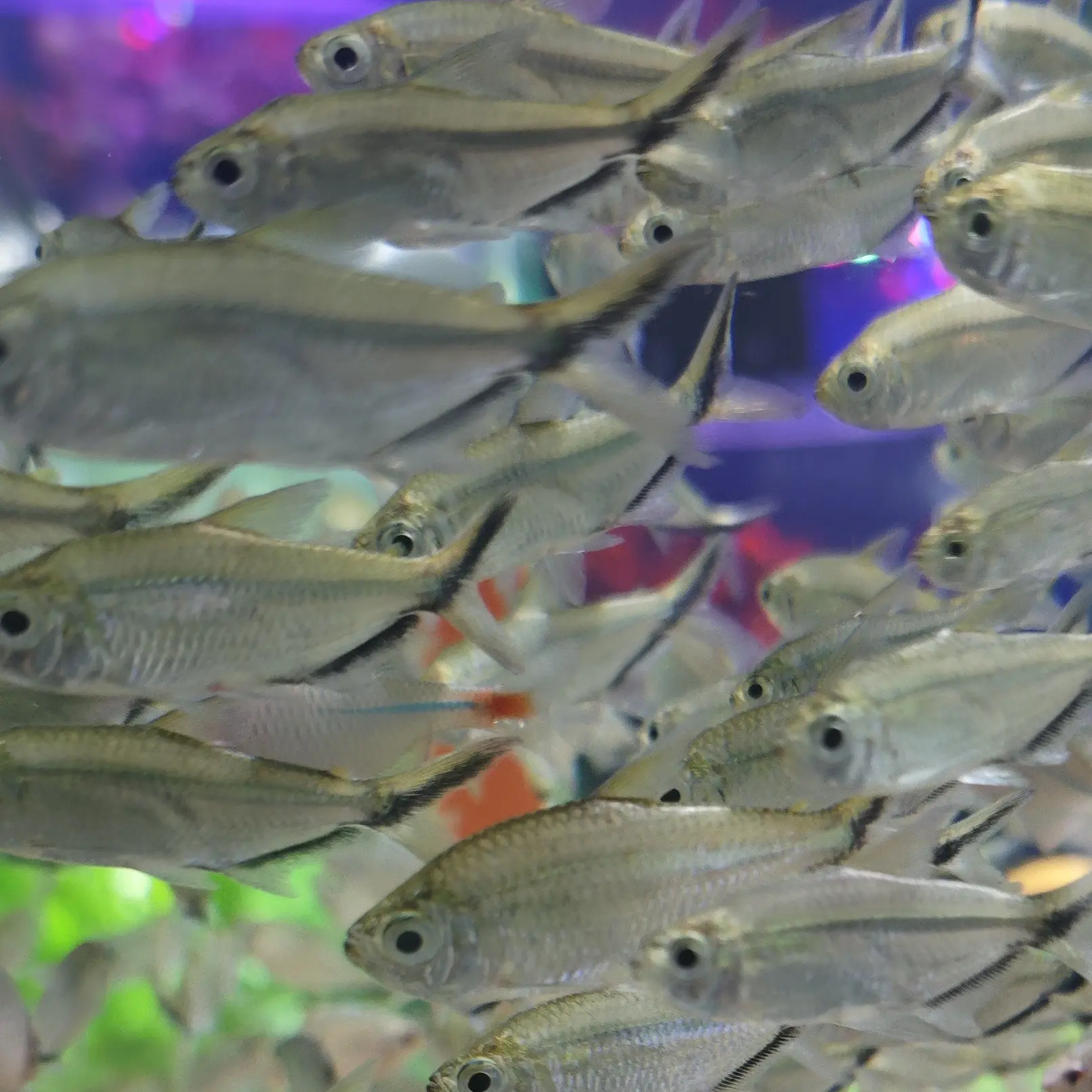 陕西发货包邮黑尾大勾小型热带淡水观赏鱼群游好养耐活