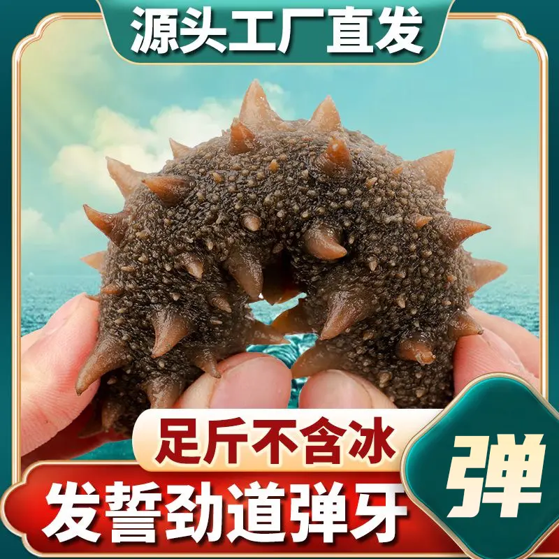 大辽海参王10-12头营养滋补即食海参独立真空包装大连深海辽刺参