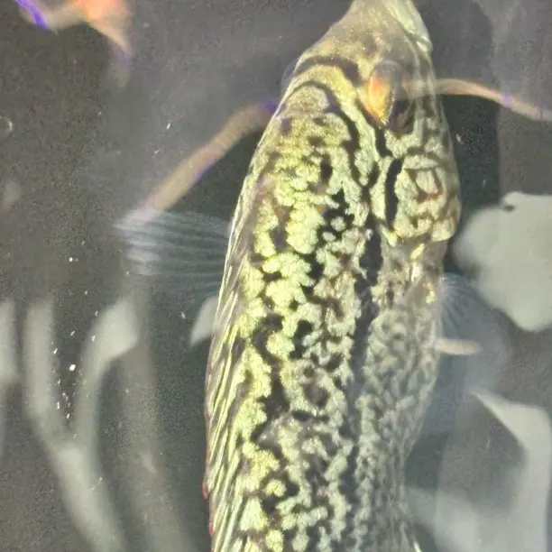 热带鱼观赏鱼马来西亚大体虫纹AJ系列话罗汉鱼毒苗头苗极品苗