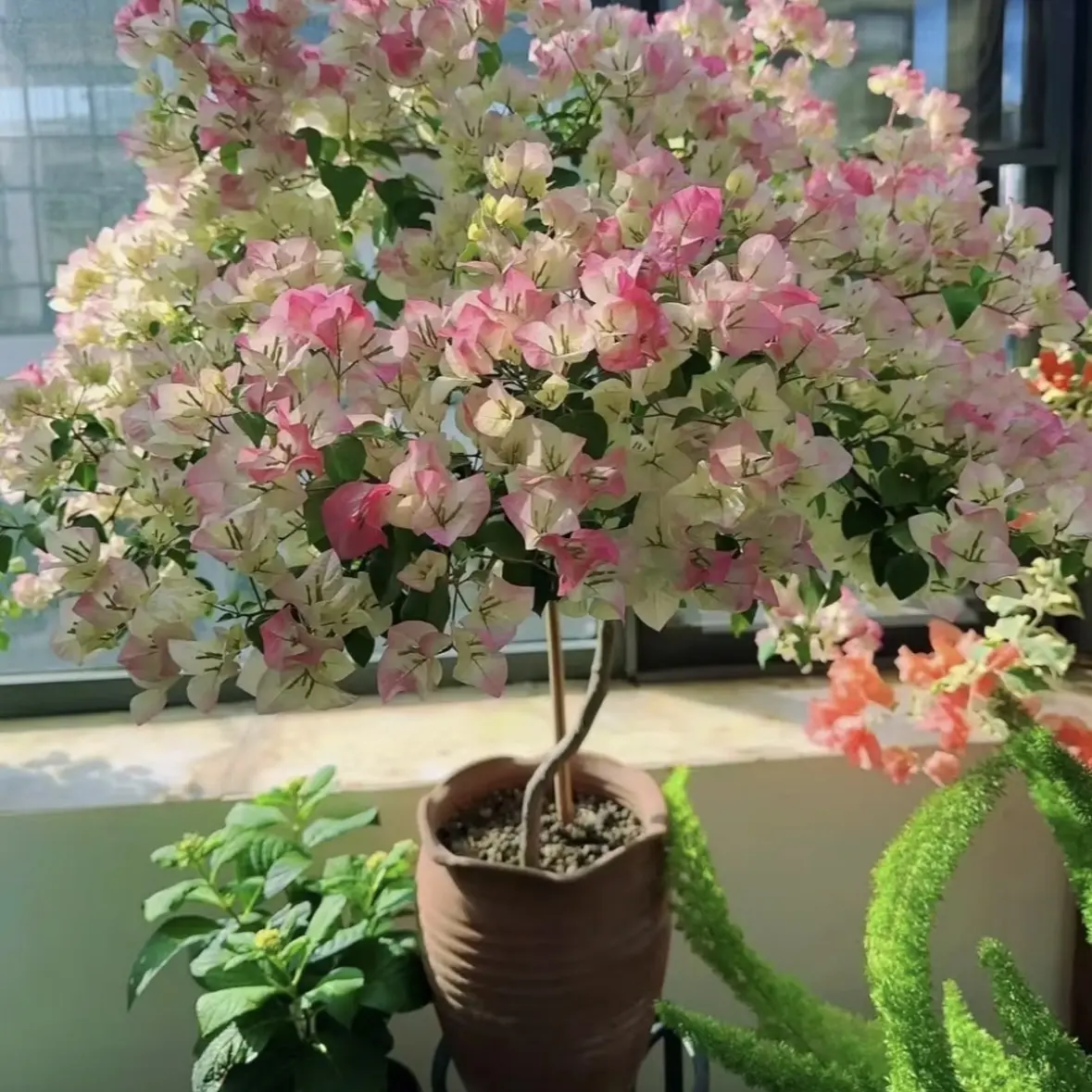 彩花三角梅 一物一拍 原盆原土发货