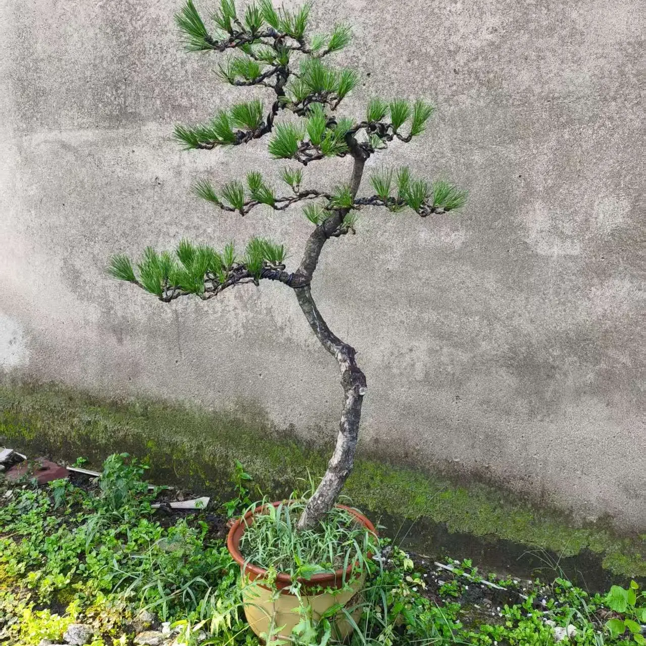 迎客松盆景花卉室内外四季常青耐寒可地栽盆栽植物