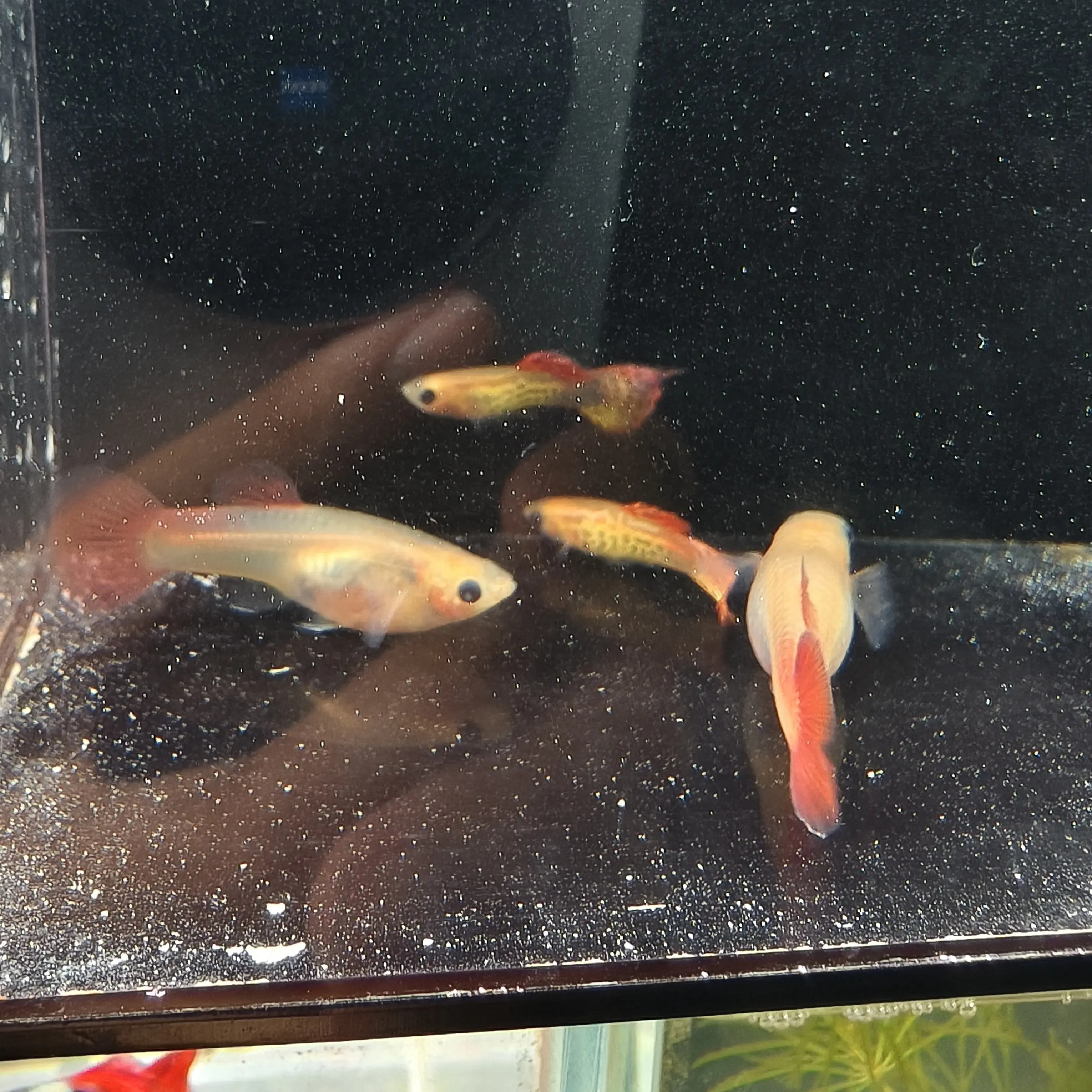 【红蕾丝玻璃猫大种鱼】精品高端孔雀鱼罕见稀有皮实好养
