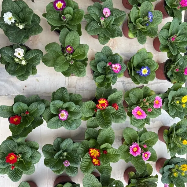 报春花多色花苗带香味冬季耐寒四季开花阳台室内盆栽花卉好养易活