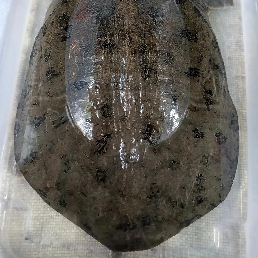 外塘生态散养黑花甲鱼鲜活现发包邮到家