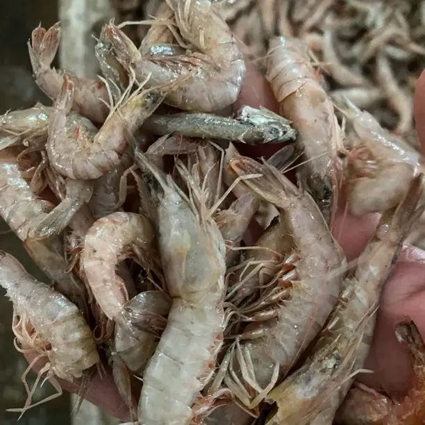 青岛野生鹰爪虾6斤（大小通货）新鲜顺丰包邮美味可口