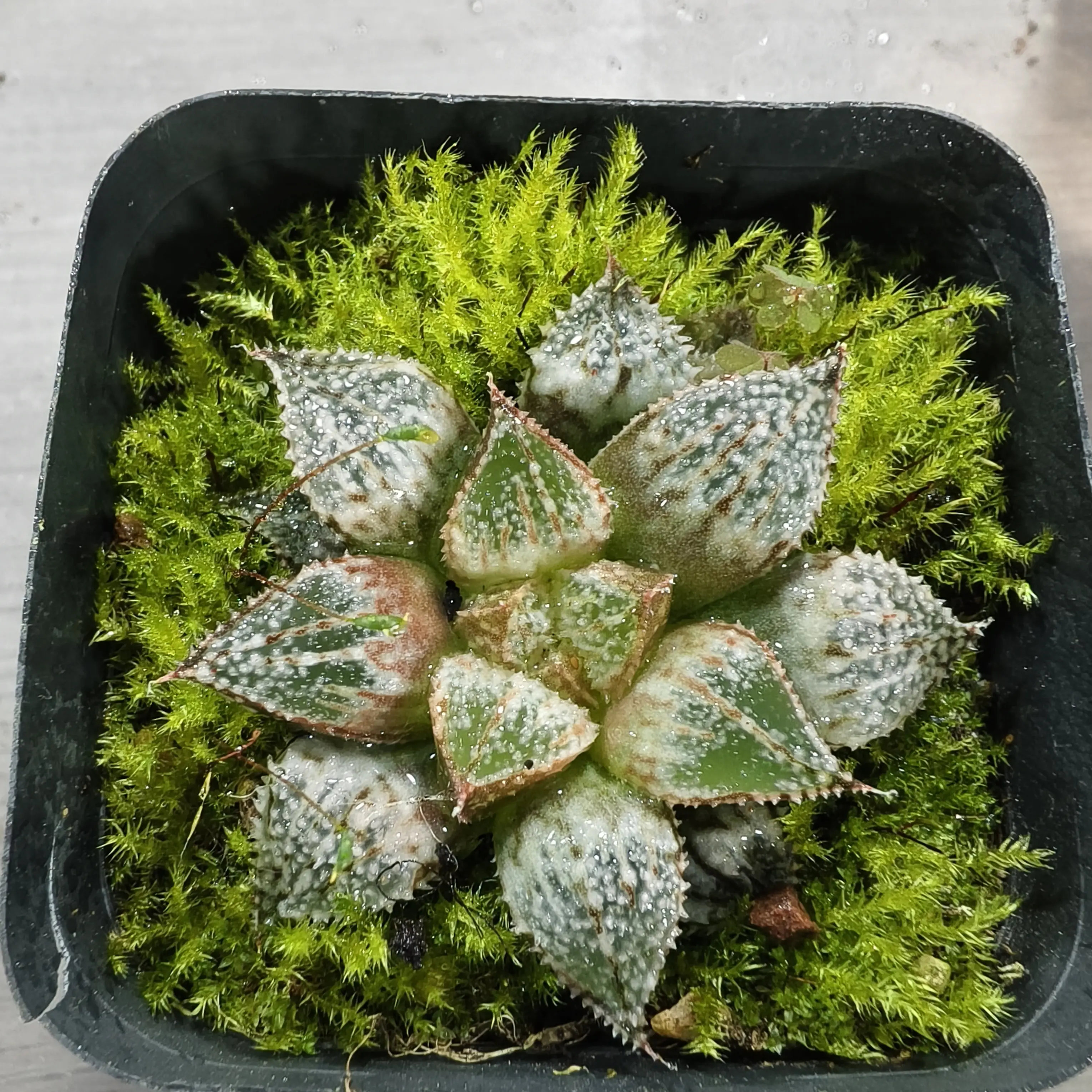 彩虹城十二卷多肉植物带盆土室内阳台易养护