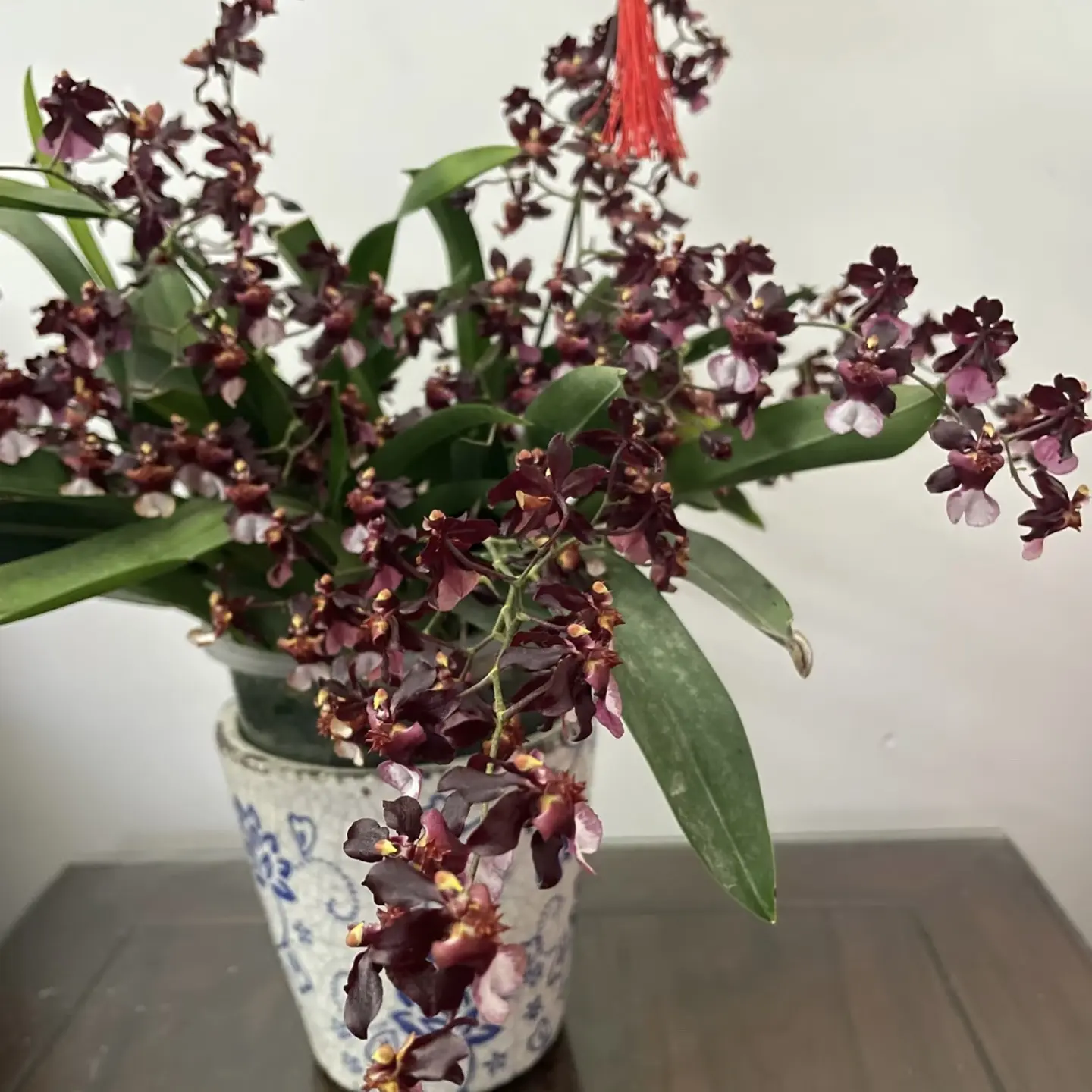 【巧克力香水文心兰】带花苞浓香型室内易养护高端兰花盆栽花卉