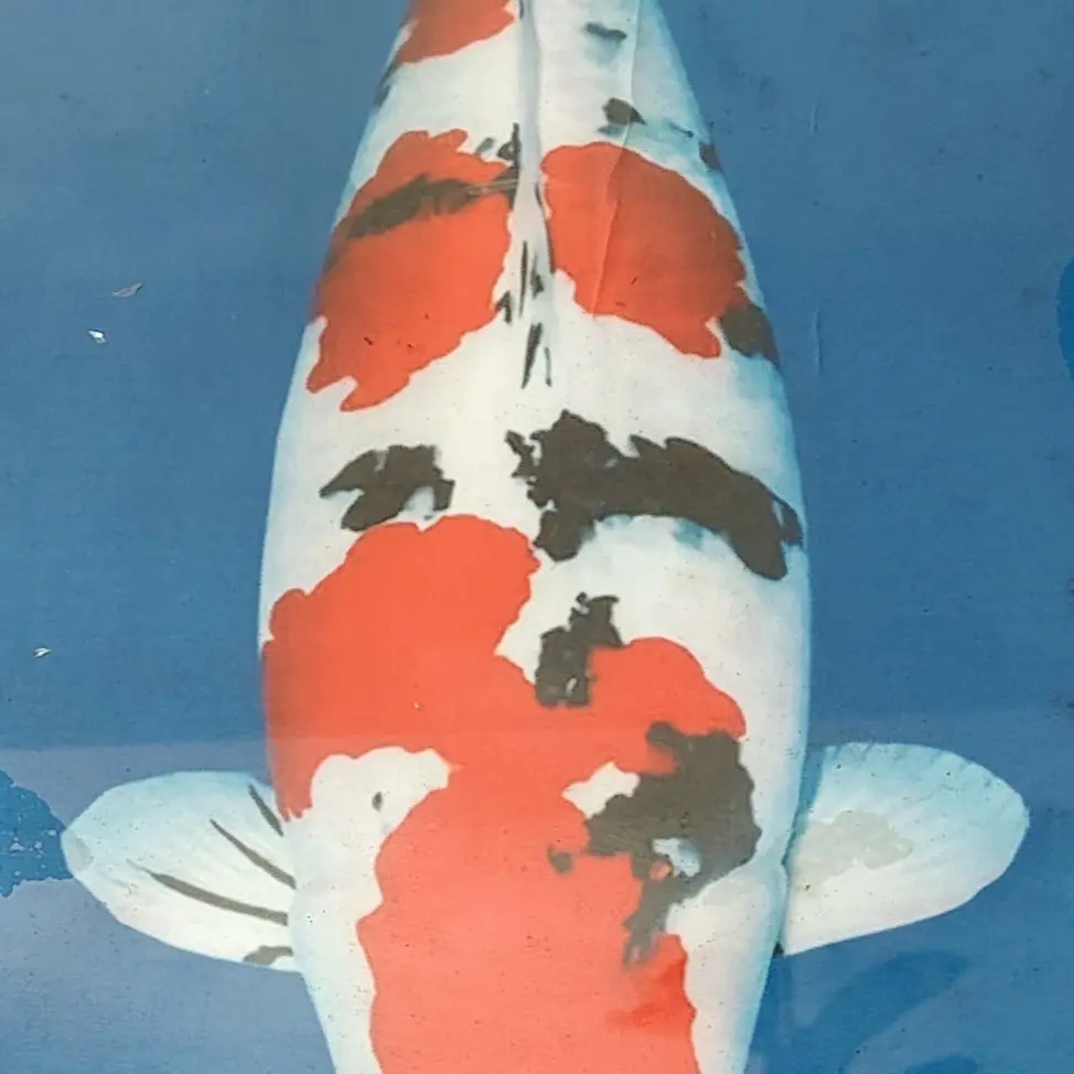 大正锦鲤，纯进口，