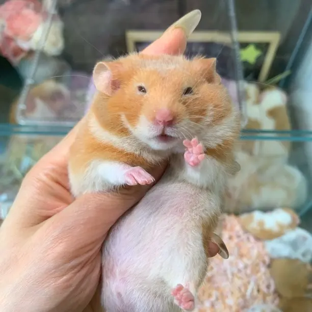 短直红锈弟弟金丝熊