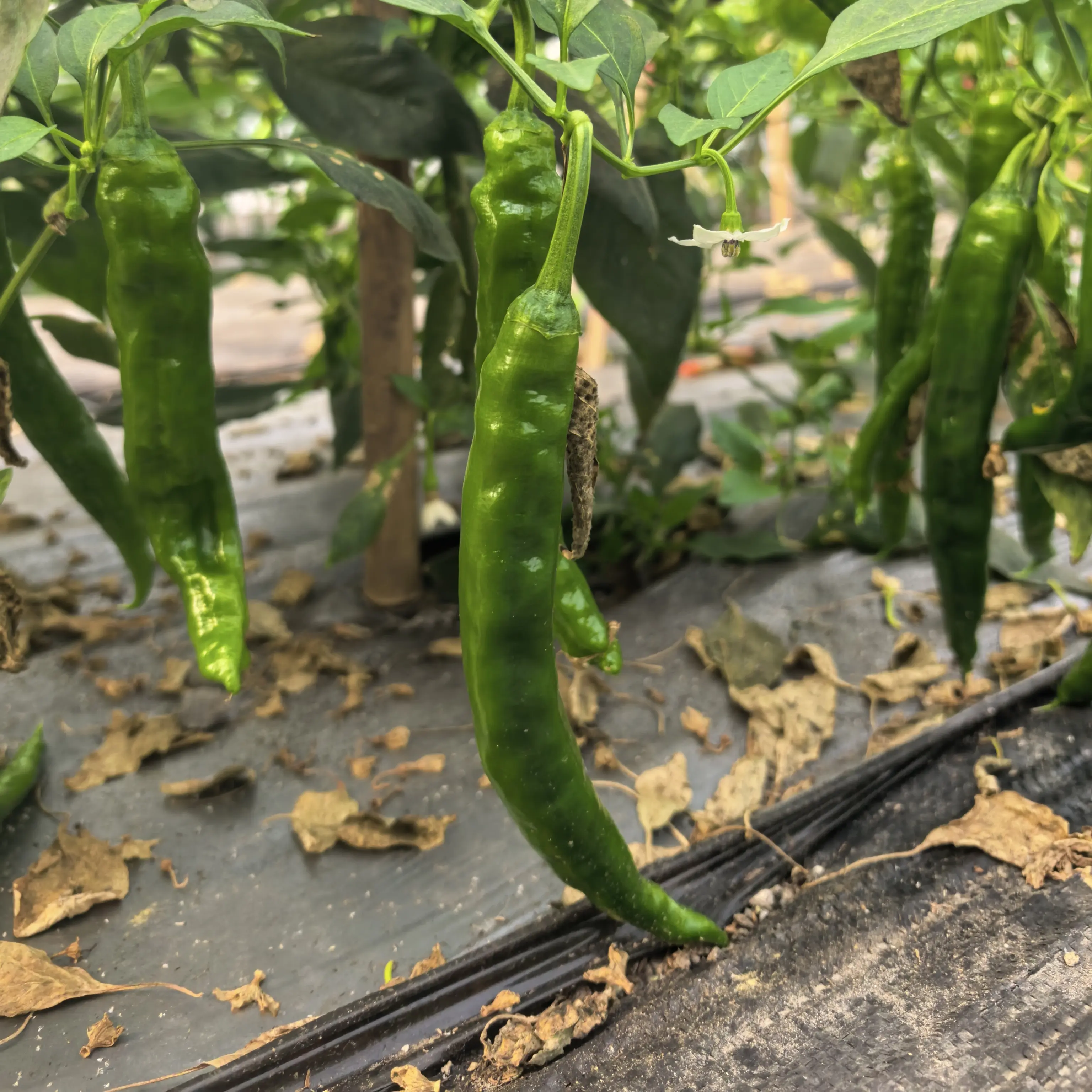 湖南品种现摘现发薄皮中辣软糯新鲜青椒