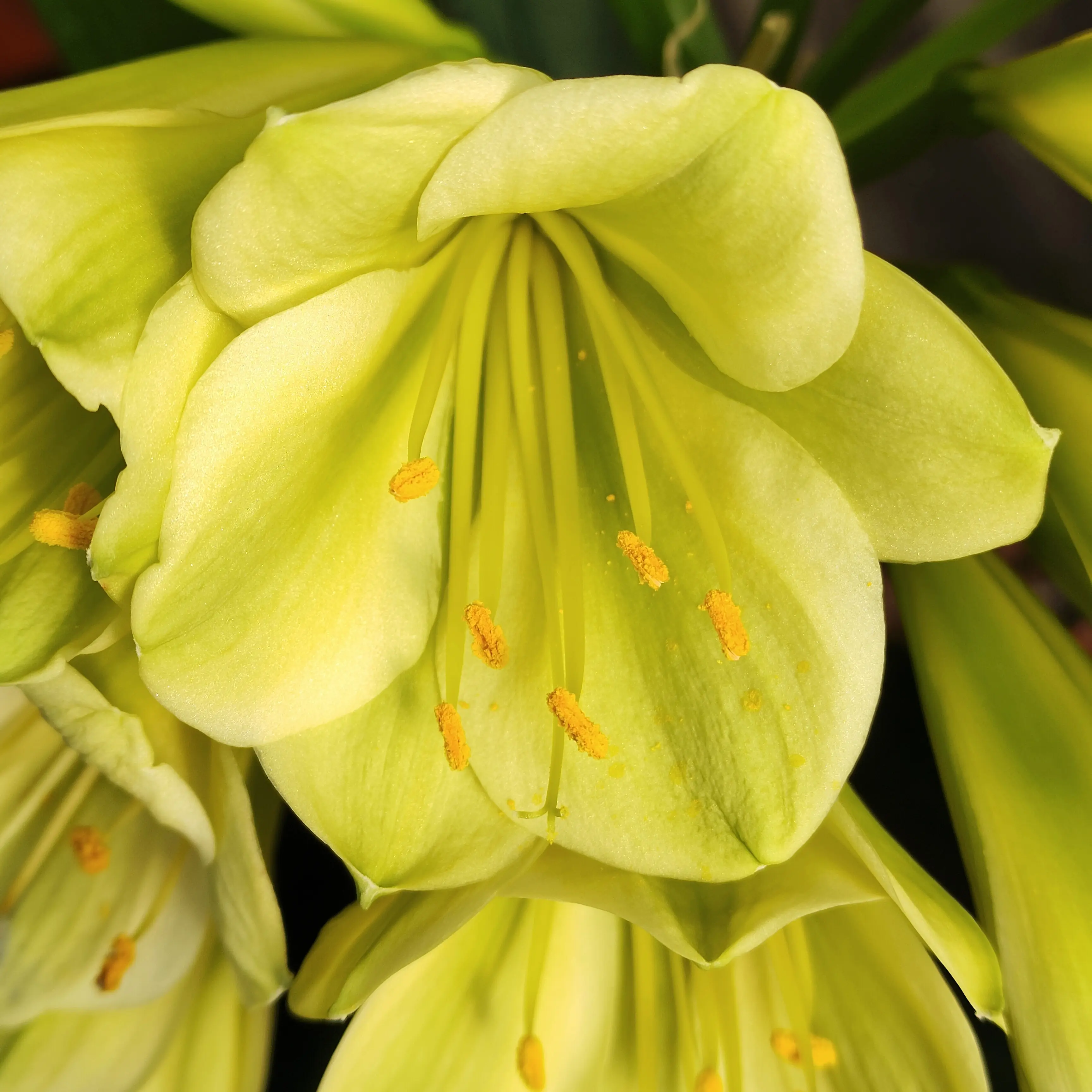 特色花卉君子兰盆栽好养四季开花可室内阳台种植