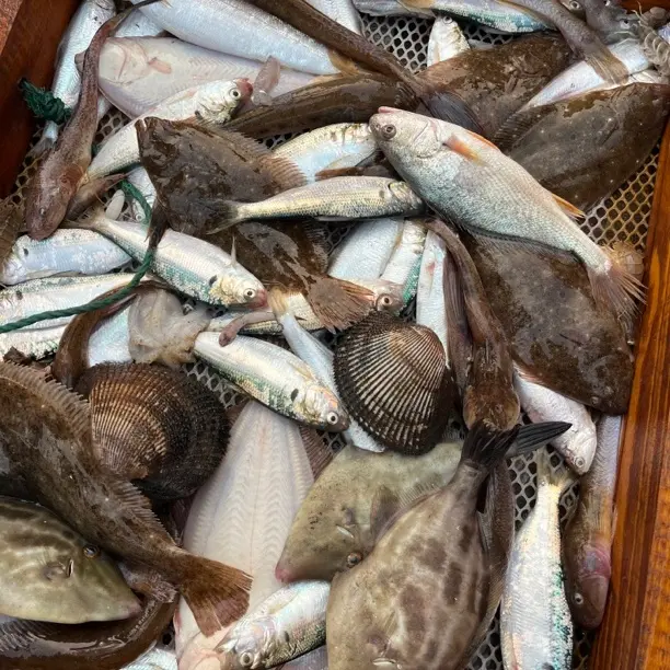 （现场承重）渤海湾野生大小杂鱼鱼冷链发货新鲜海鱼