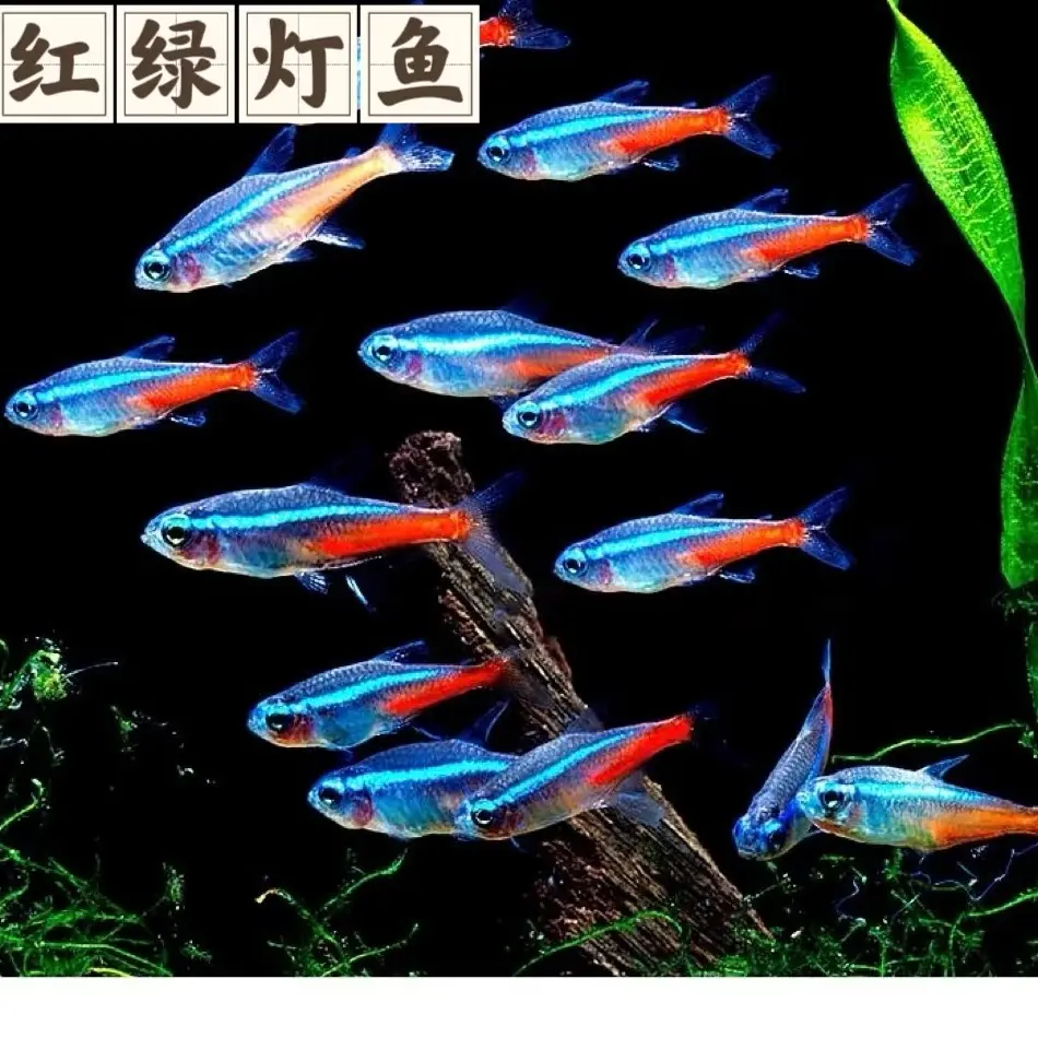 新疆发货包邮 红绿灯小型热带灯科观赏鱼水草缸群游鱼