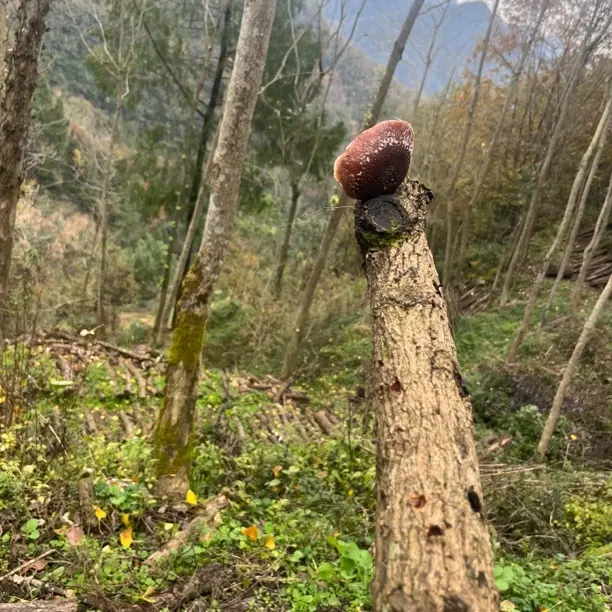 青珍百味家｜青川青冈椴木香菇 2025新货 肉厚菌香 250g干货 包邮