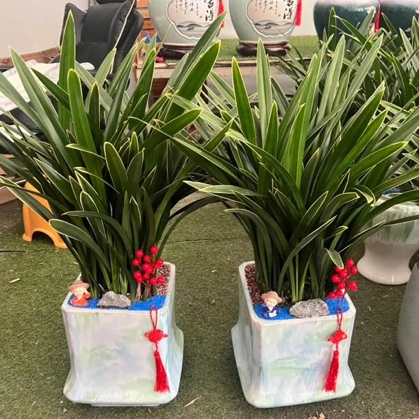 墨兰企黑浓香型绿植盆栽报岁兰耐寒耐旱室内观赏花卉四季常青