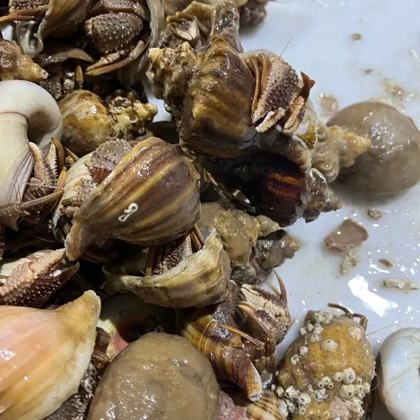 鱼虾蟹海洋岛虾怪 3斤个别有沙蚕
