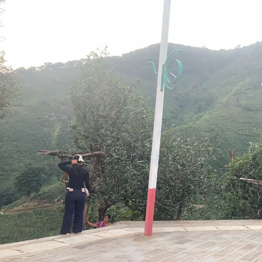 缅华古树2025年冰岛老寨46号广场核心区2类古树生茶散茶100克