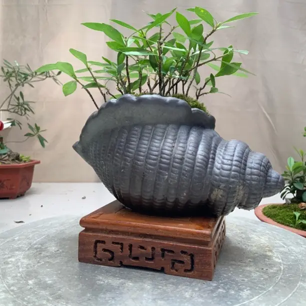 水栀子小叶绿植盆栽开花夏季浓香室内室外可养