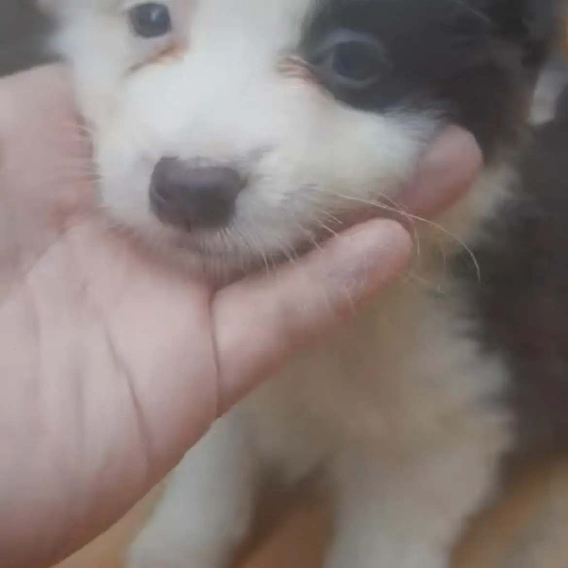 可爱边牧幼犬活体疫苗齐全顺丰包邮到家