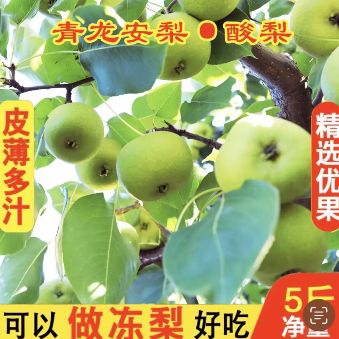 云南新鲜酸脆嫁接青枣多汁酸甜孕妇水果