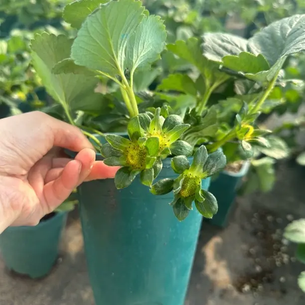 【香野/隋珠】草莓盆栽四季可养易活南方北方阳台种植苗