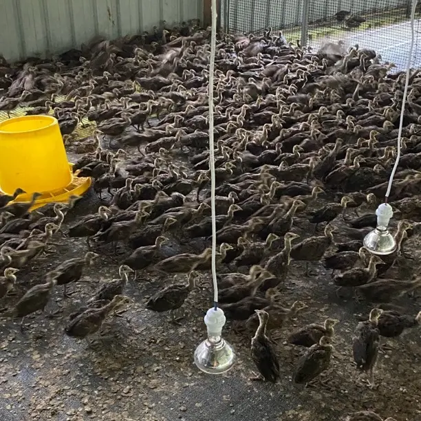 蓝观赏一物一拍直播间