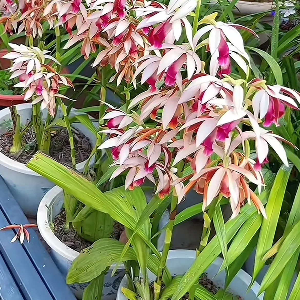 鹤顶兰花香浓郁好养活可室内种植的漂亮花盆栽