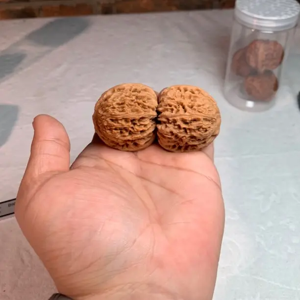 大菊花底全品大皮球