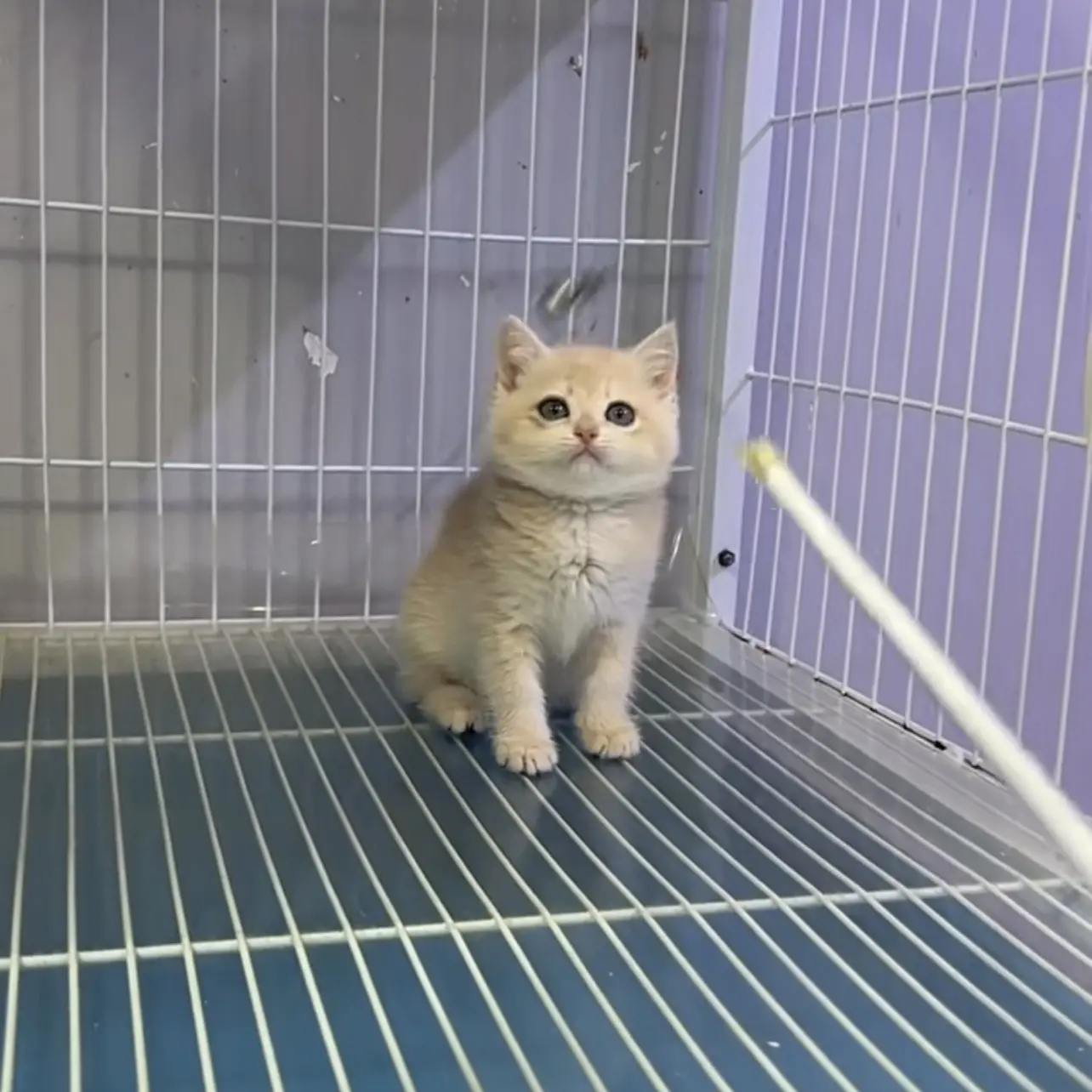 特价12色蓝金妹妹新手矮脚猫养猫宠物猫购买纯种宠物幼猫生日礼物