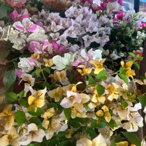 三角梅勤花品种耐寒四季开花可阳台庭院种植花卉
