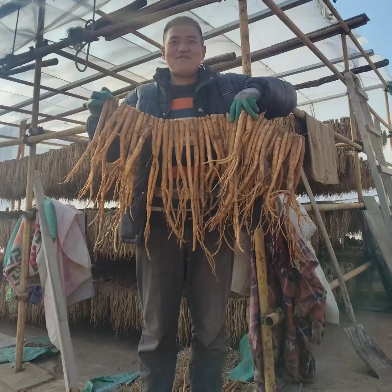 甘肃无硫大条党参干货产地直发可煲汤泡水煮粥滋补养生新货