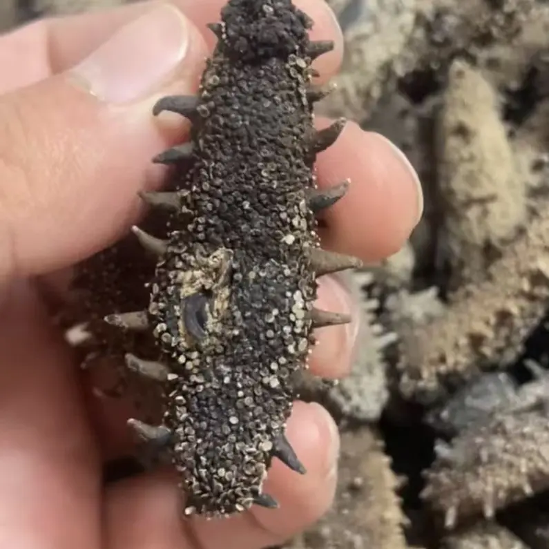 渤海湾淡干海参肉质肥厚深海国标